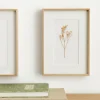 Kenay Home Paniculata Sale