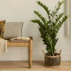Kenay Home Zamioculcas Hot
